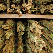 Tobacco